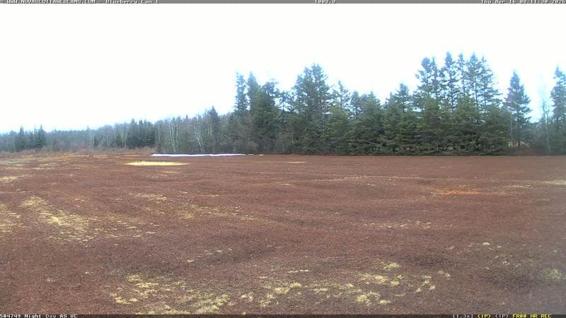 Wild Blueberry Cam 1