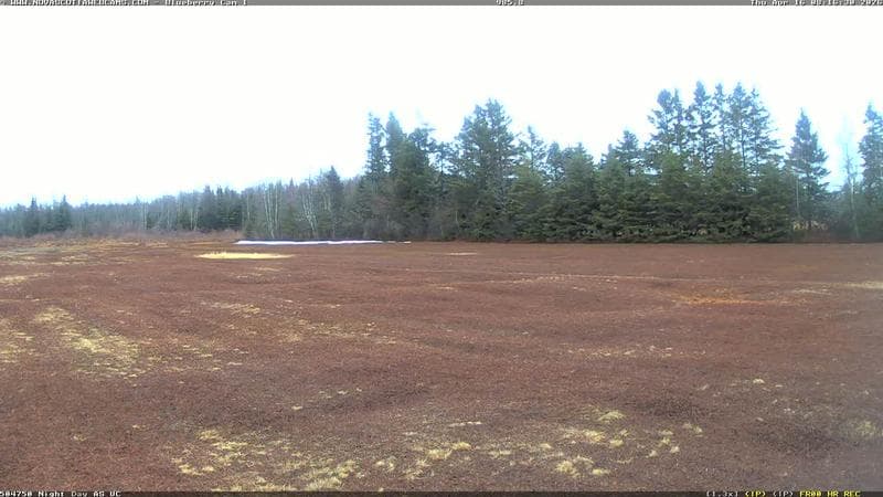 Wild Blueberry Cam 1