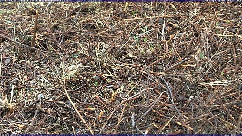 Wild Blueberry Cam 2