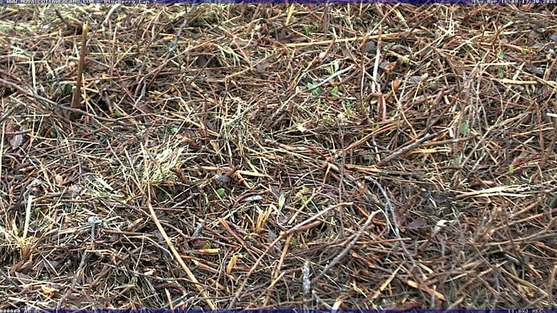 Wild Blueberry Cam 2