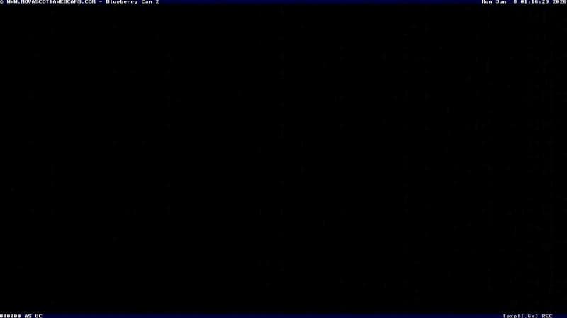 Wild Blueberry Cam 2