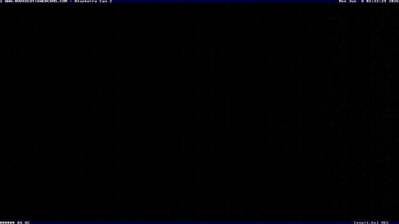 Wild Blueberry Cam 2