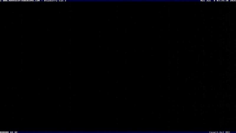 Wild Blueberry Cam 2